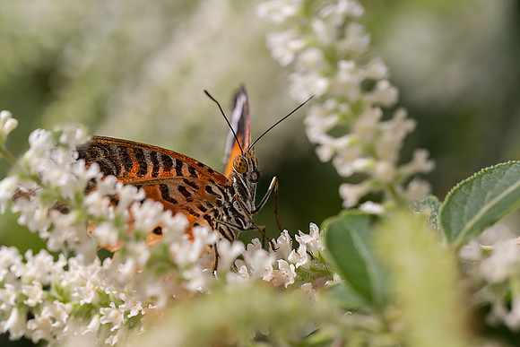 Leopard Lacewing