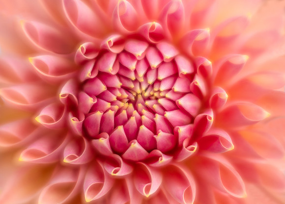 Dahlia