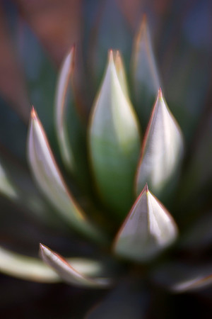'Blue Glow' Agave