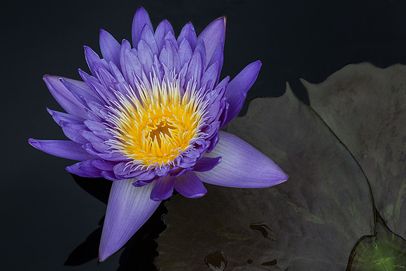 Purple Beauty