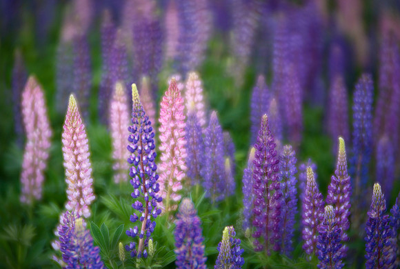 Lupines of Madeline Island
