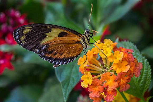 Tiger Longwing