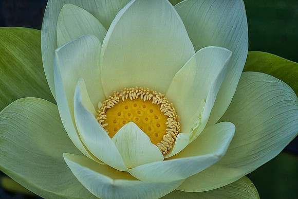 White Lotus