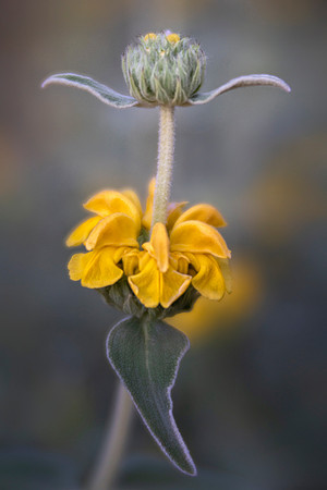 Jerusalem Sage