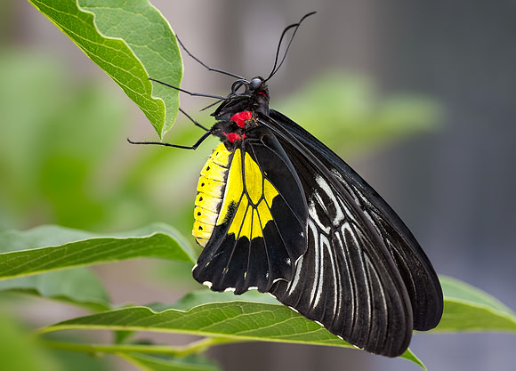 Cairns Birdwing
