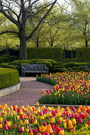 Crescent Garden with Tulips in Bloom