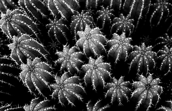 Euphorbia echinus