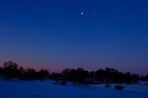 Dawn at the Garden
