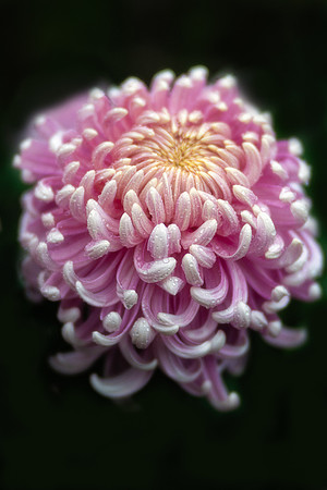 Chrysanthemum 'Jefferson Park'