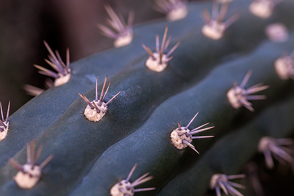 Cactus