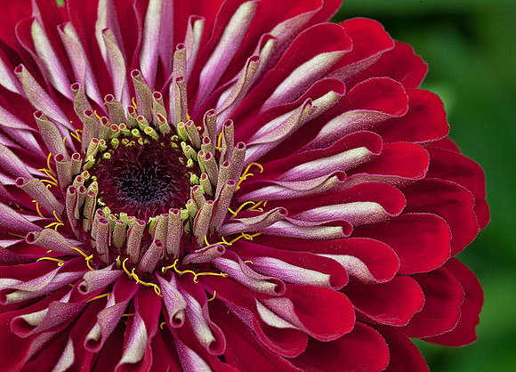 Zinnia