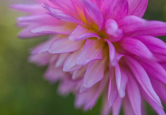 Dahlia