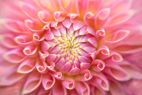 Dahlia 'Castle Drive'