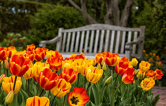 Tulips in the Circle Garden