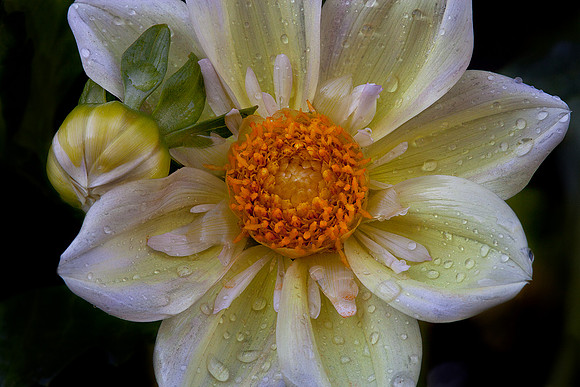 'Apple Blossom' Dahlia