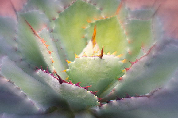 Agave Aglow