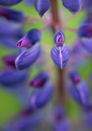 Lupine Hearts