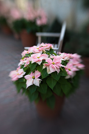 Poinsettias at Lincoln Park Conservatory