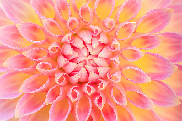 Morning Dew