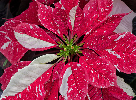 Poinsettia
