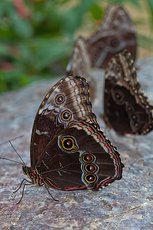 Blue Morphos