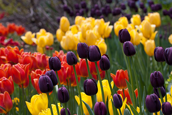 Tulips in the Sensory Garden