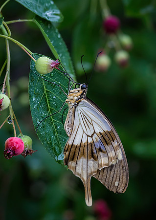 Mocker Swallowtail - Male