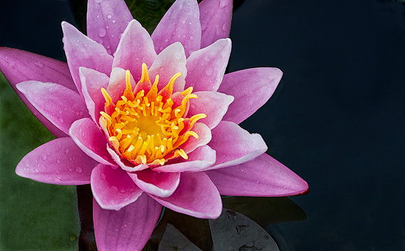 Waterlily in the Rain