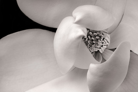 Southern Magnolia