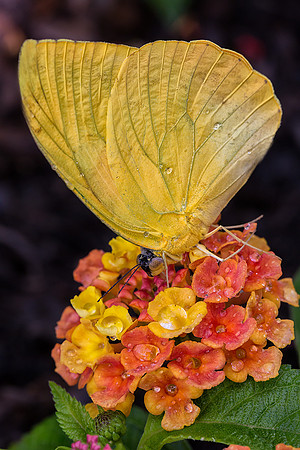 Orange Emigrant