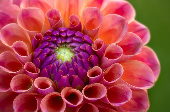 Dahlia 'Chewy'