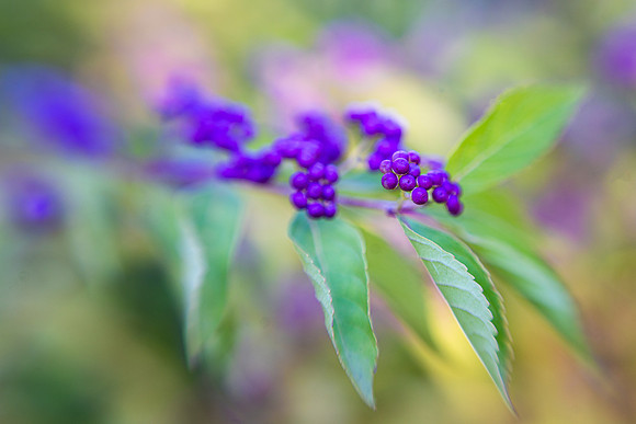 Japanese Beautyberries