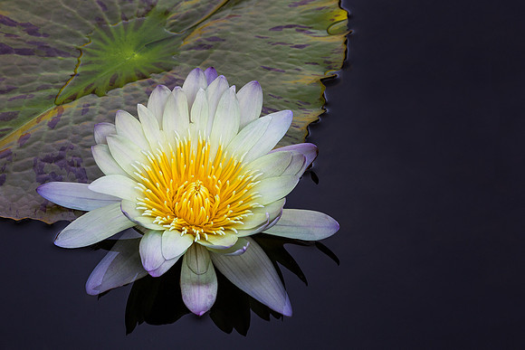 Waterlily
