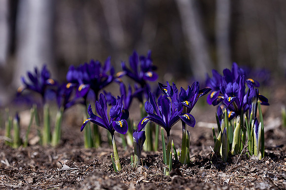 Harmony Irises with Whitespire Birches