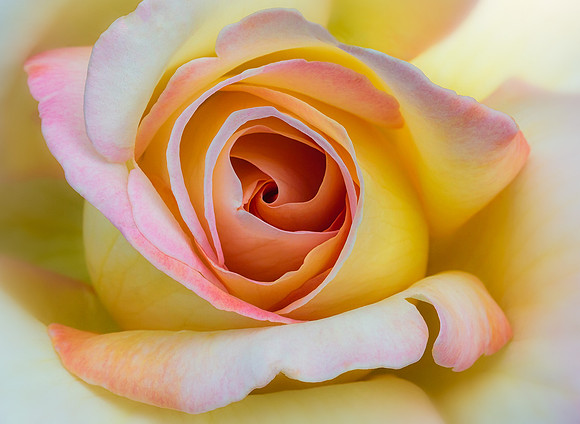 Sensuous Rose