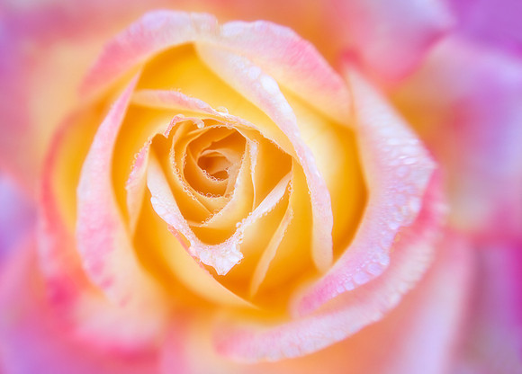 Early Morning Rose