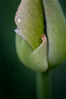 Tulip Hug