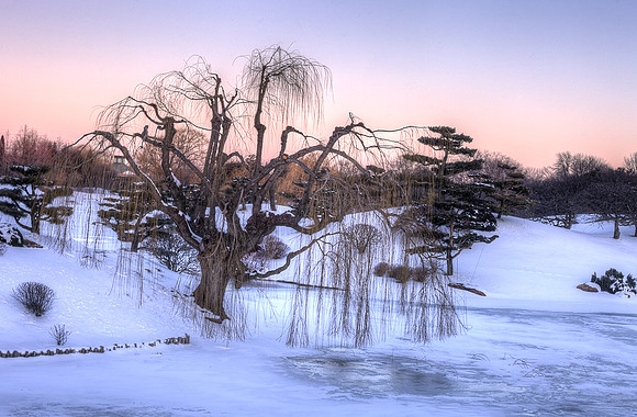 Willow at Sunrise