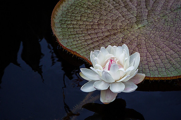 Victoria Waterlily