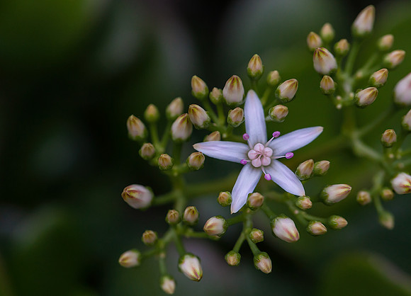 Jade Flower