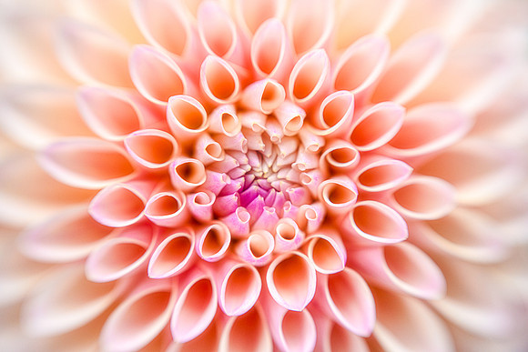 Dahlia 'Bracken Rose'