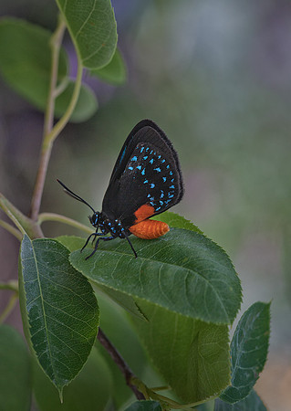 Atala Hairstreak