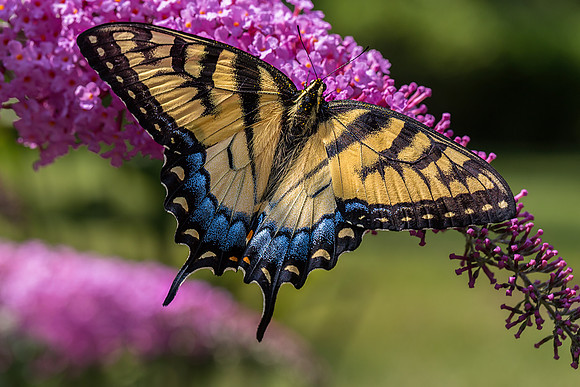 Tiger Swallowtail