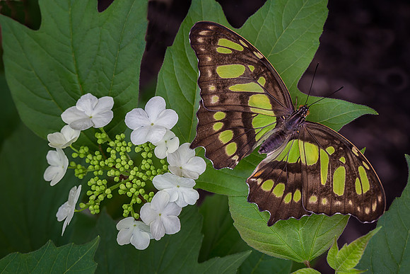 Malachite on Viburnum