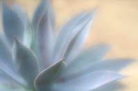 Mangave 'Lavender Lady'