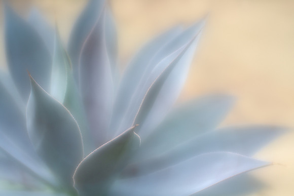 Mangave 'Lavender Lady'
