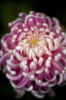 Chrysanthemum 'Jefferson Park'