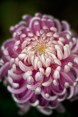 Chrysanthemum 'Jefferson Park'