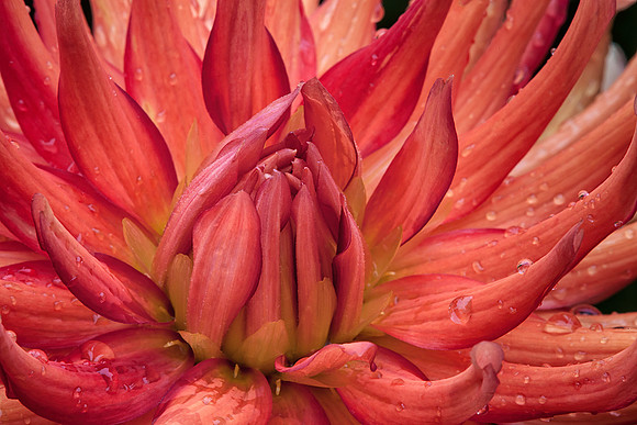 Dahlia
