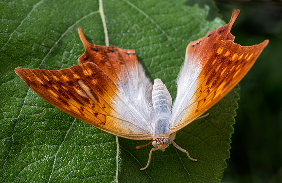 Pearl Charaxes